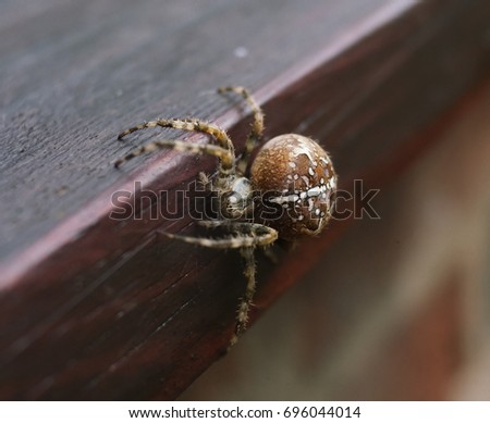 a beautiful creepy big red and orange arachnid spider, crawling on a window ledge, shot with a shallow depth of field.