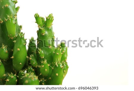 Closed up mini cactus plant on white background, with free space for design and text 