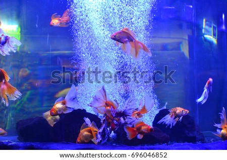 Golden fish float in the aquarium near the stones. Blue background, horizontal photo, air bubbles