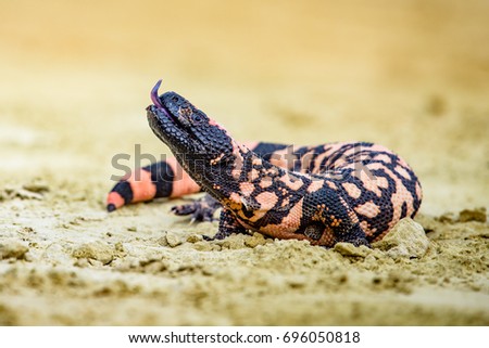 Lizard Gila Monster( Heloderma suspectum) Royalty-Free Stock Photo #696050818