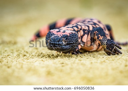 Lizard Gila Monster( Heloderma suspectum) Royalty-Free Stock Photo #696050836
