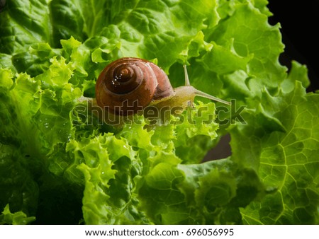 A snail on the leaves of a green salad.