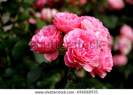 rose flowers on the rose bush in flower garden at the morning