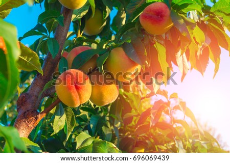Peaches growing on a tree Royalty-Free Stock Photo #696069439