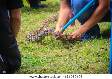 People are catching snake in the garden with snake catcher tool that made easy from PVC pipe and rope. Royalty-Free Stock Photo #696080608