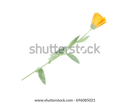 Marigold flowers on white background