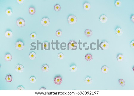 Floral pattern of white and pink chamomile daisy flowers on blue background. Flat lay, top view. Floral background. Pattern of flower buds.