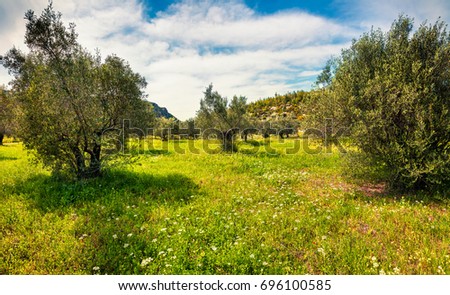 Sunny spring scene in olive garden on the Zakinthos island. Colorful morning scene in Greece, Europe. Beauty of countryside concept background. 