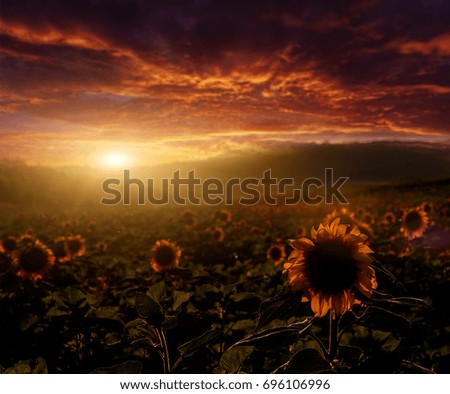 fantastic sunset. over the sunflower field. dramatic sky glowing of sunlight - blurry. Picturesque dramatic scene. rich harvest concept. creative image. small depth of fields