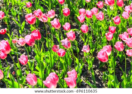 a lot of beautiful lilac tulips on the flower-bed