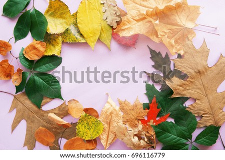 Autumn leaf composition  frame. Copy space.