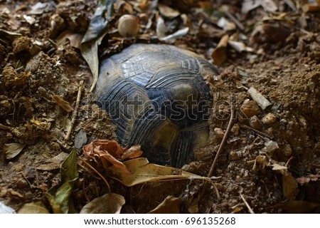 Turtle hibernating under soil on a cold winter day. Selective focus. Royalty-Free Stock Photo #696135268
