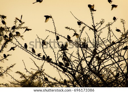 Picture of a beautiful moment in nature, dark silhouettes of birds flying around a dry thorny bush while the back light illuminates their wings in golden sunset light, captured on a safari in Africa.