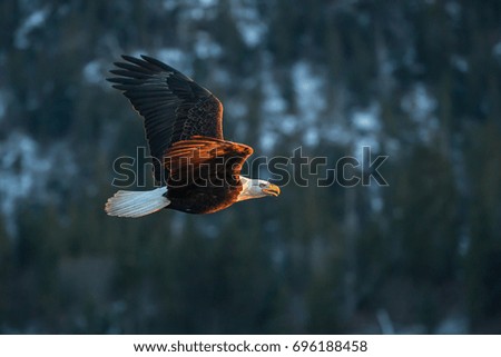 American bald eagle in flight and calling, against forested hillside in Alaskan Kenai region