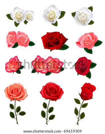 Group of a beauty roses. Vector illustration.