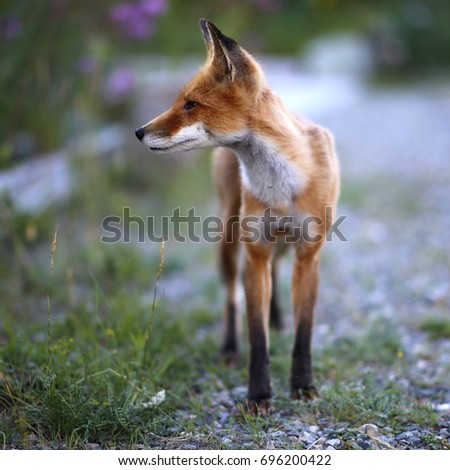 Red fox looking to the side. Picture taken in Whitehorse, Yukon, Canada.