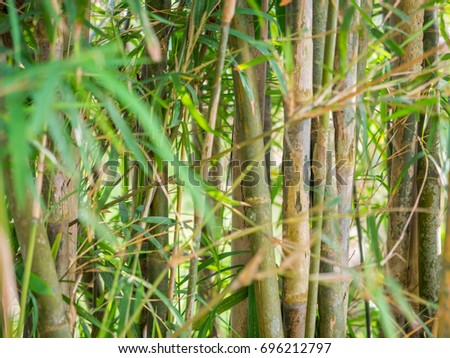bamboo in garden in the afternoon