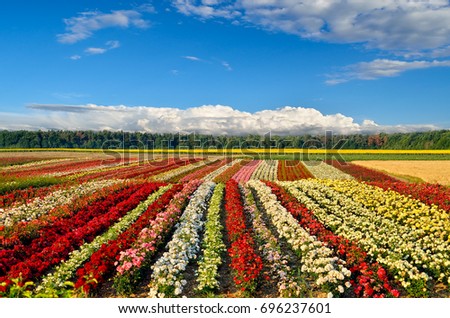 Field of roses on the background of the blue sky Royalty-Free Stock Photo #696237601