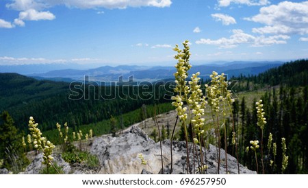 A picture of a wild flower with a valley in the background.