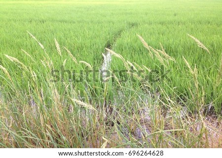 rice in the field are growing