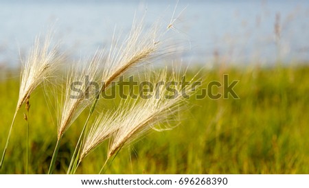 A picture of wild wheat with the Hungry Horse Reservoir in the background.