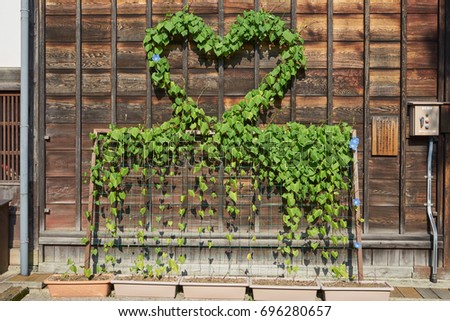 Morning Glory plant in love heart shape on a wooden house in Japan                                