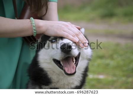 the girl petting the dog breed Husky
