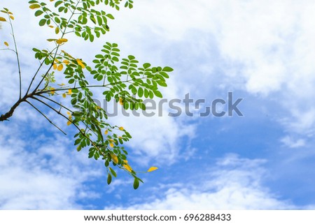 Tree branch with leaves on clouds and blue sky background from low angle view. Copy space. 