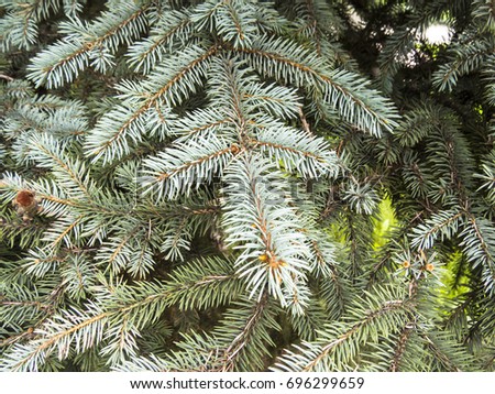 Coniferous forest.  Blue spruce. Background with bright spruce branches. 