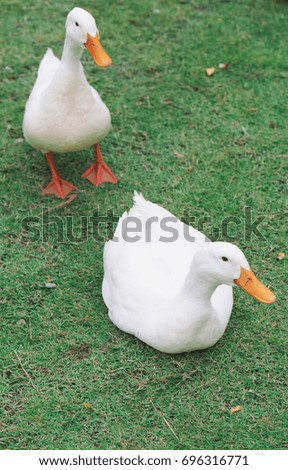 Duck on grass