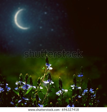 flower field on the night sky. nature abstract