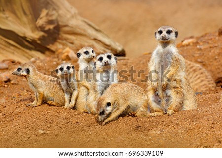 Funny image from African nature. Cute Meerkats, Suricata suricatta, sitting in the sand desert. Meerkat from Namibia, Africa. Big family of small cute mammals.