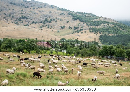 Herds of sheep in  Macin mountains, Dobrogea county, Romania; spring cloudy and foggy day; hills in background covered by fog
