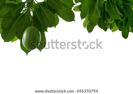 Isolated picture of Alstonia scholaris fruit and leaf in dark green color with white background