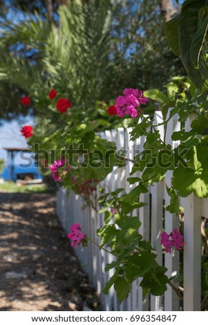 Landscape: Red flowers grow through the white wooden fence.