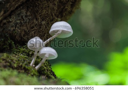 White mushrooms in the forest