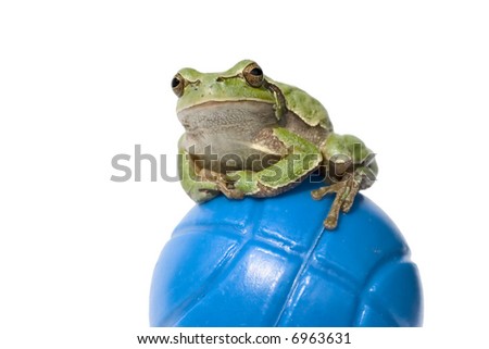 Funny frog on a blue ball