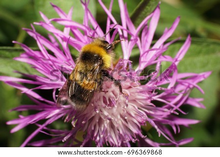 Close-up view from above of a striped yellow-black and fluffy Caucasian burrow bumblebee lucorum collecting pollen from a purple flower cornflower                               