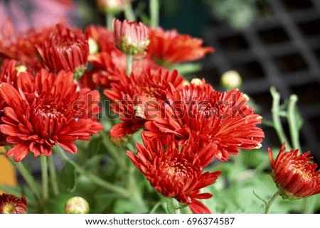 Close up of red flower daisy