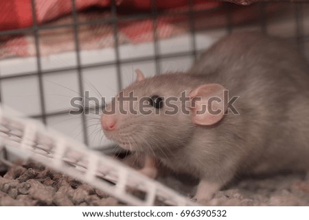 Pet Rat - Biscuit