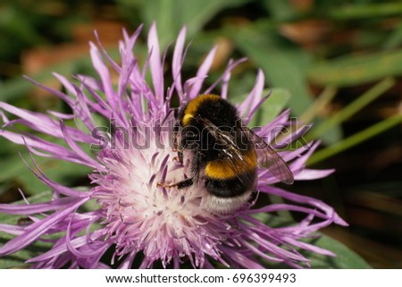 Macro of Caucasian striped and fluffy bumblebee Bumblebee lucorum sitting and collecting pollen and nectar from a white-violet inflorescence cornflower                               