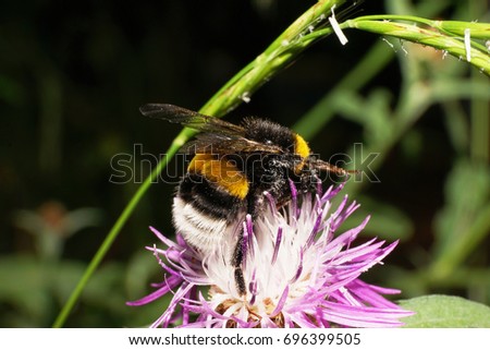  Macro of fluffy Caucasian and multi-colored bumblebee Bumblebee lucorum collecting pollen and nectar in a white and purple inflorescence cornflower                              