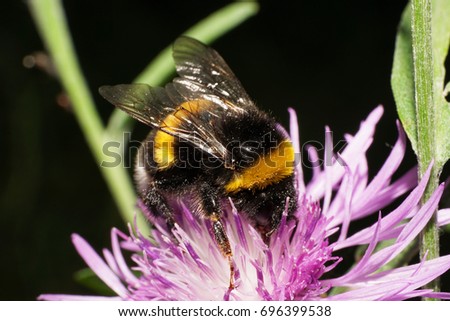 Close-up of the striped fluffy Caucasian and colorful bumblebee Bumblebee lucorum collecting pollen and nectar in a white and purple inflorescence cornflower                              