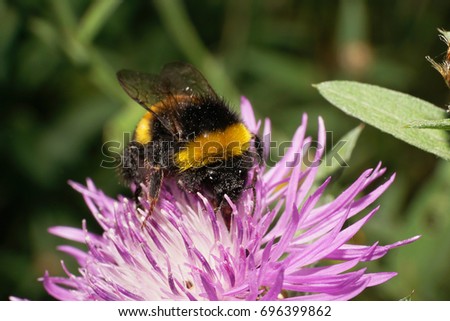 Macro view from the front of the Caucasian striped and fluffy bumblebee Bumblebee lucorum seated and collecting pollen and nectar from inflorescence cornflower                               