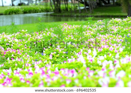 beautiful spring flowers in garden nature background.