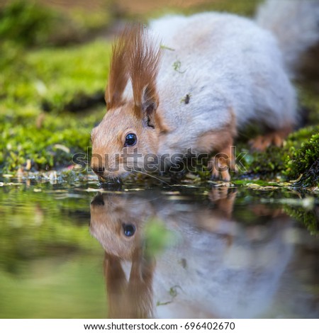 The drinking Red Squirrel