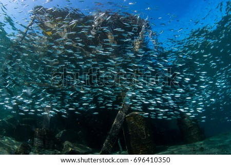 schooling fish under the jetty