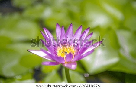 Bee and Beautiful lotus flower is the symbol of the Buddha, Thailand.