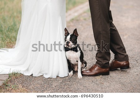 wedding dog on the background of the feet on the grass, wearing bow tie. Bride and groom wedding with dog. boston terrier. Love dogs