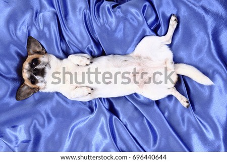 chihuahua dog is resting in blue velvet